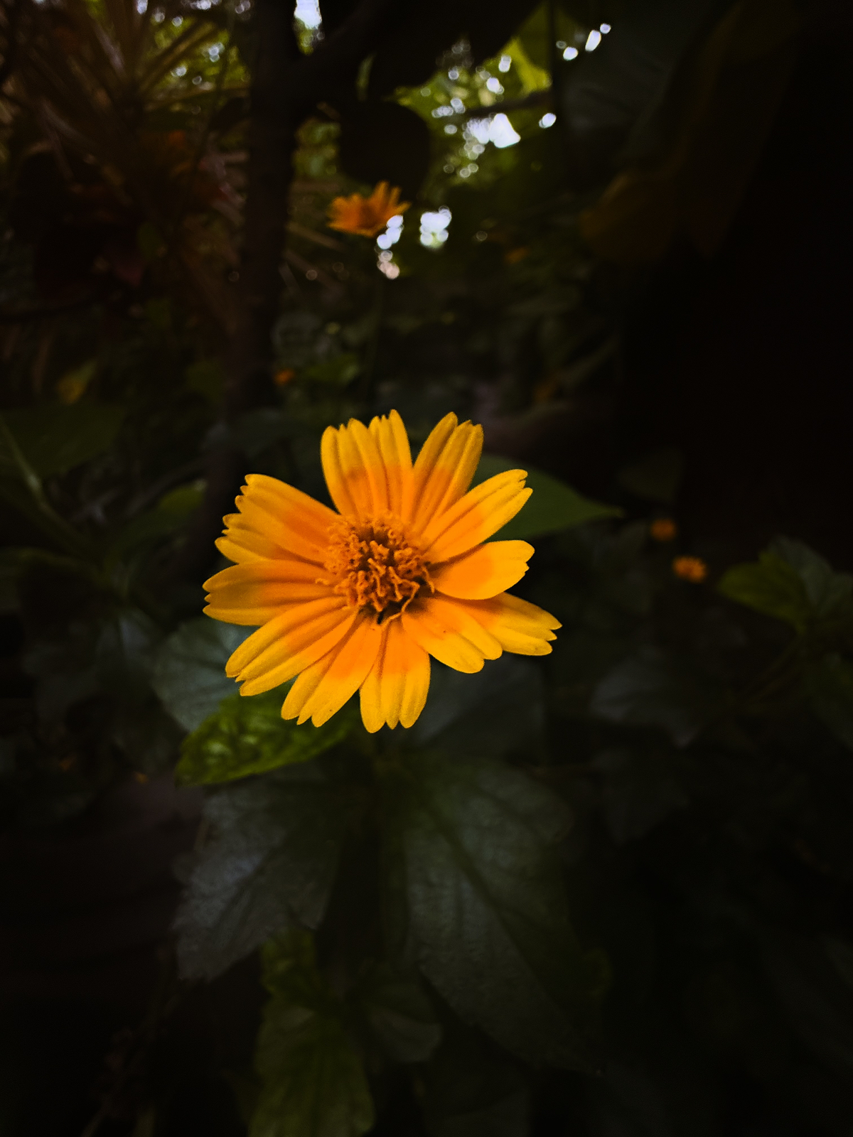 Tiny Stories: Flower during sunset