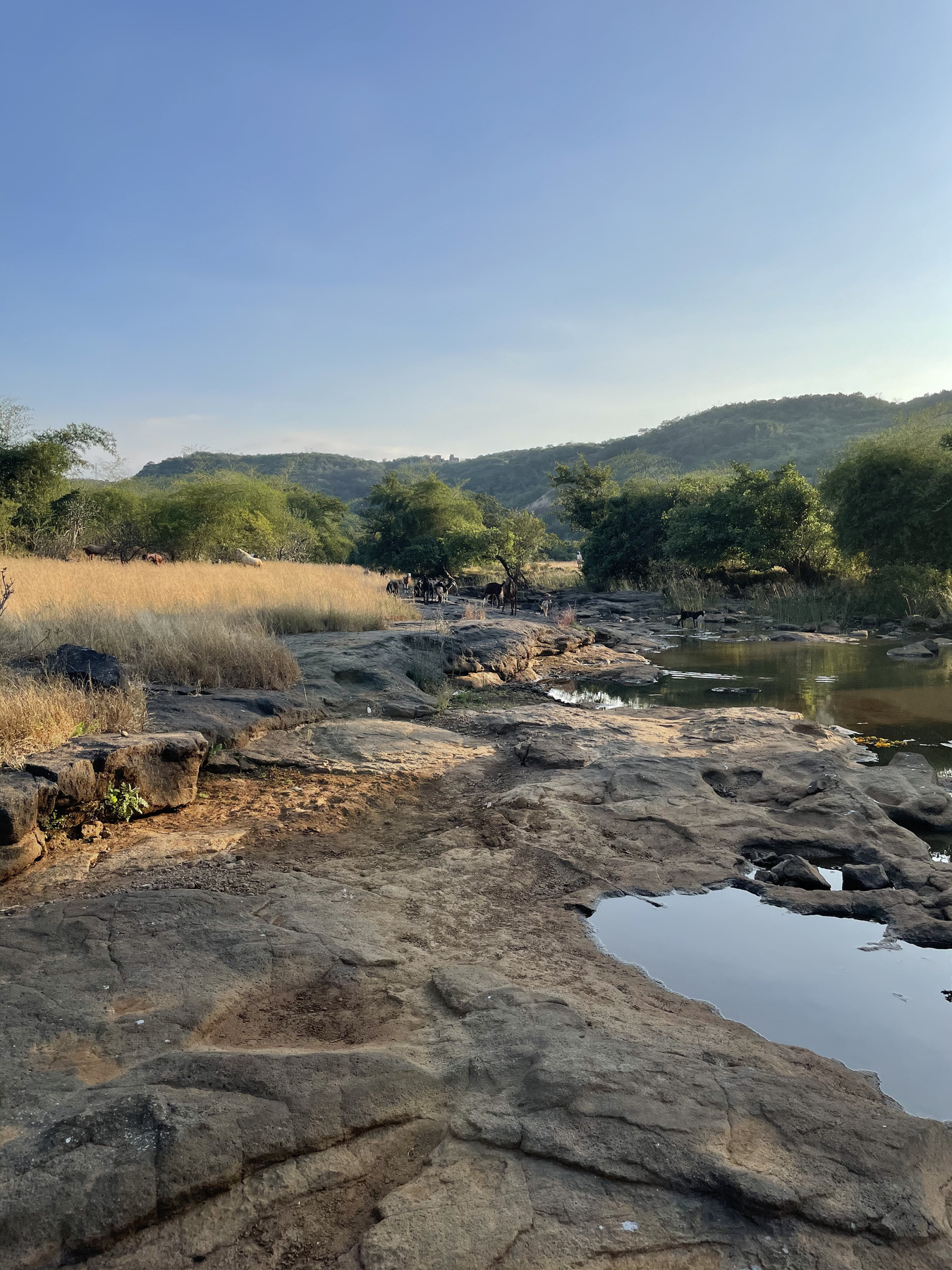 Local goats grazing near the Pavana River